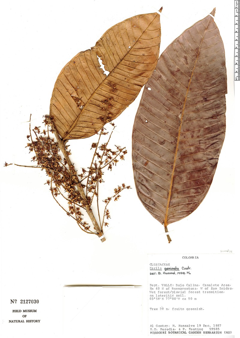 Marila geminata
