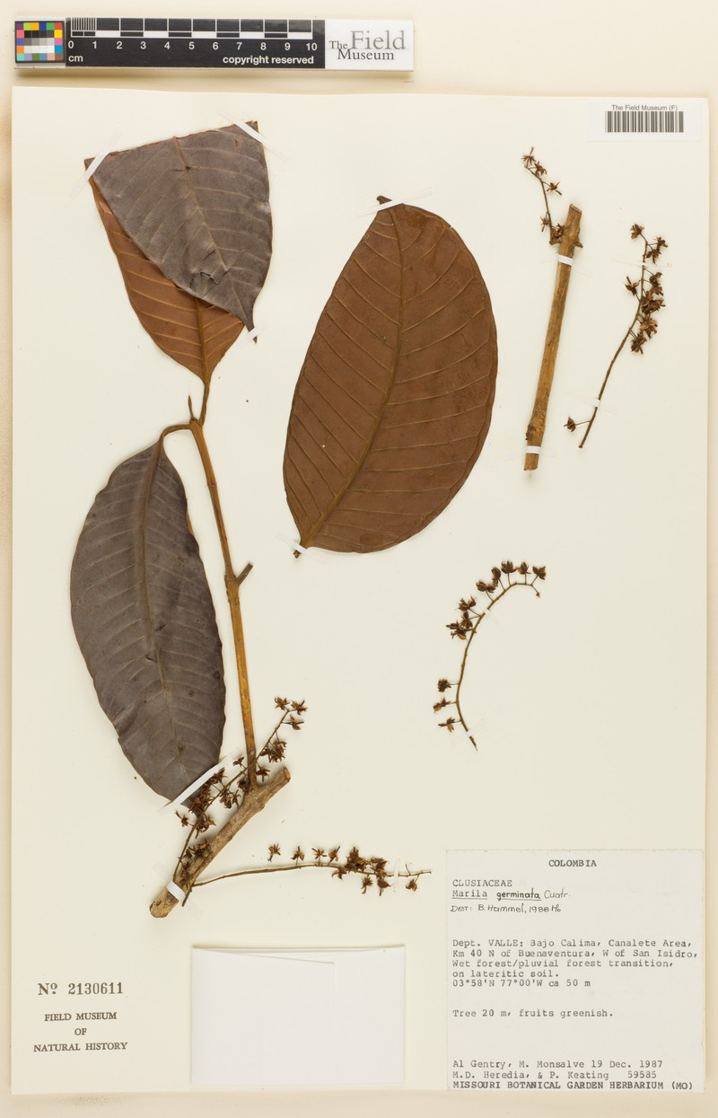 Marila geminata photo 2