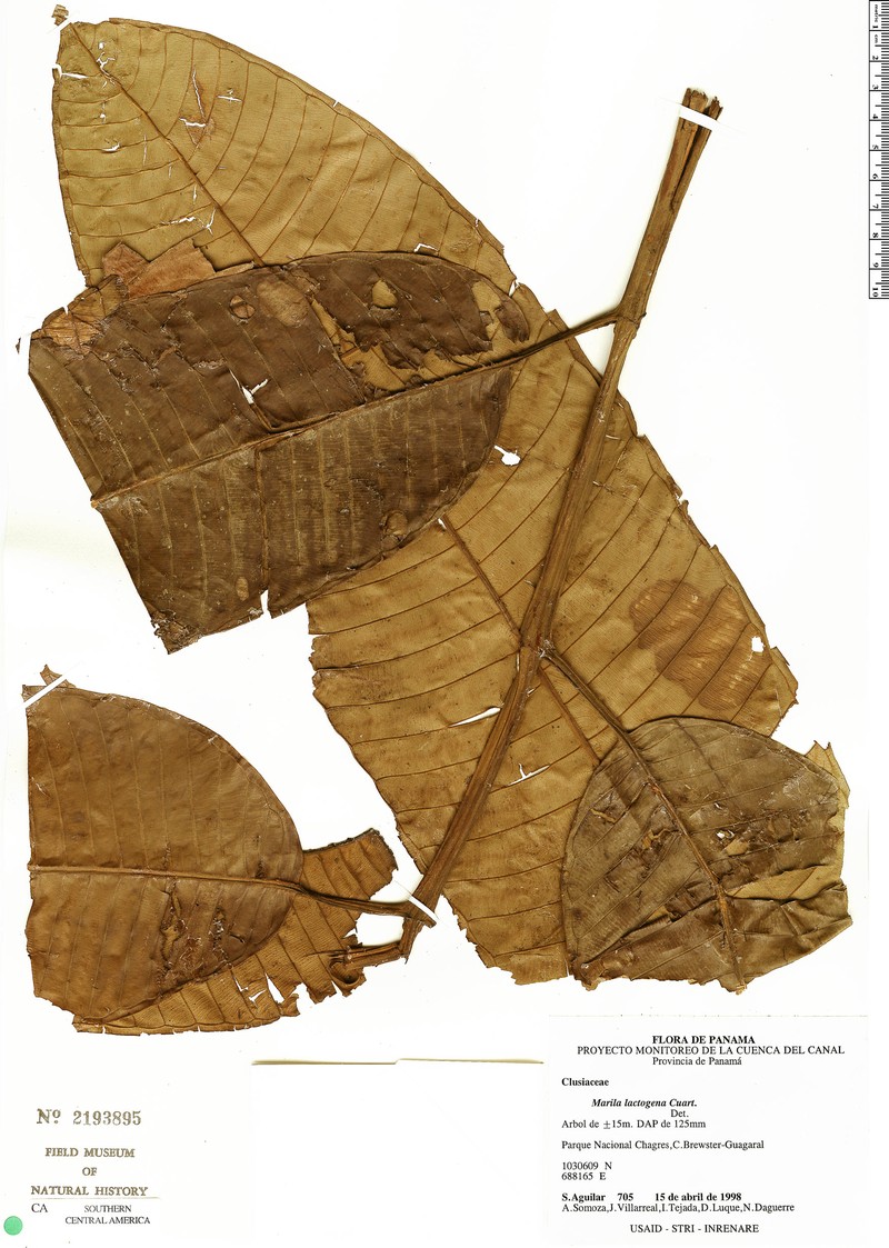 Marila lactogena