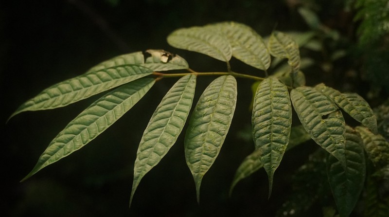 Marila laxiflora