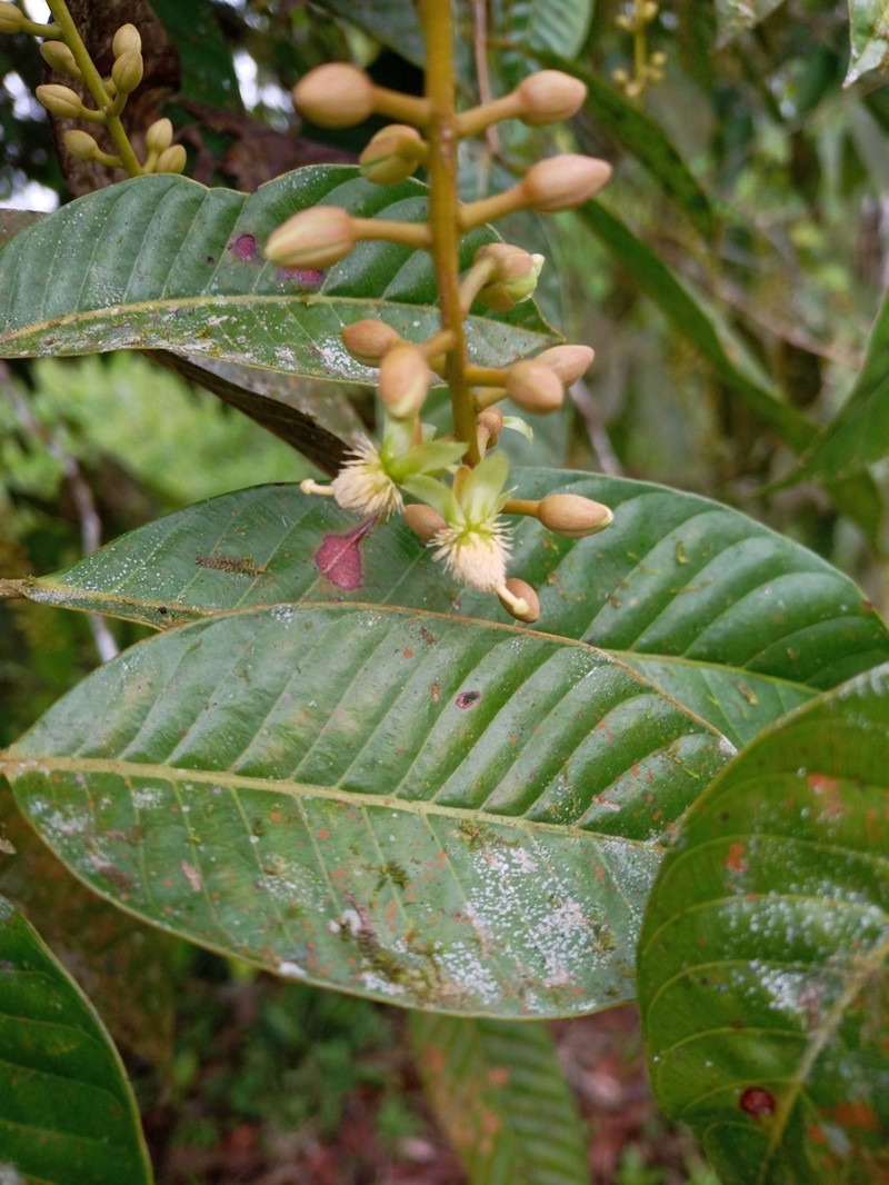 Marila laxiflora photo 2