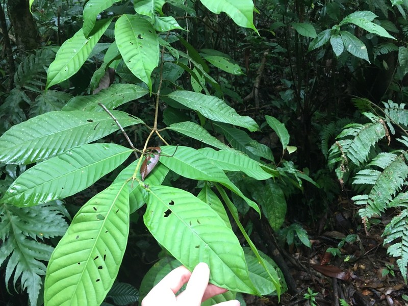 Marila laxiflora photo 3