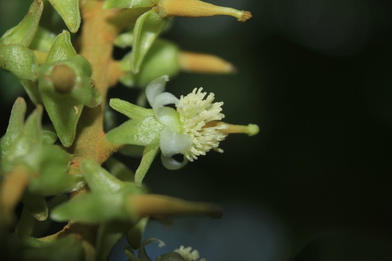 Marila laxiflora photo 4
