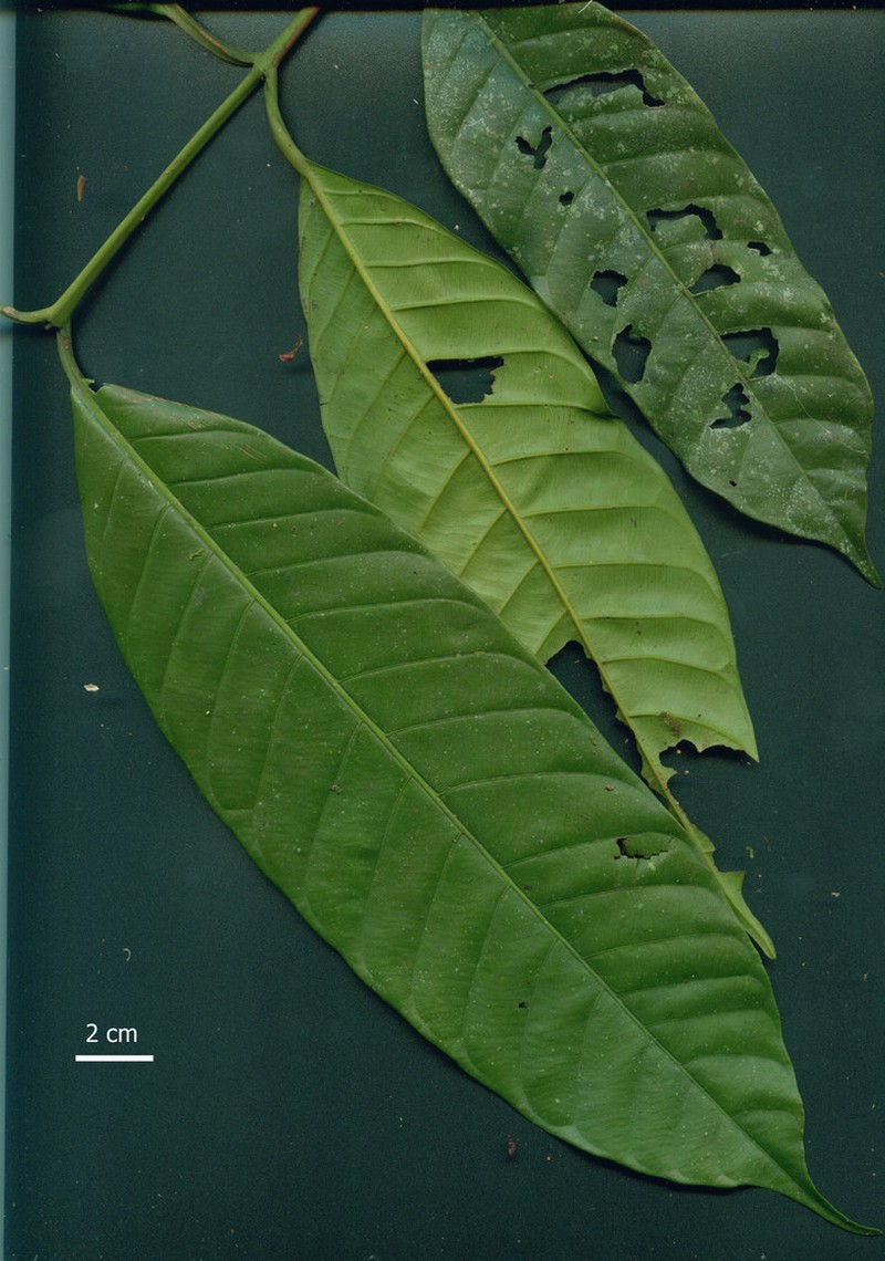 Marila laxiflora photo 5