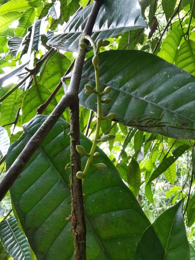 Marila laxiflora photo 6