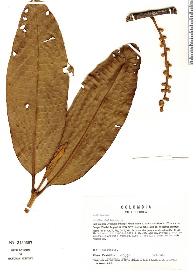 Marila macrophylla