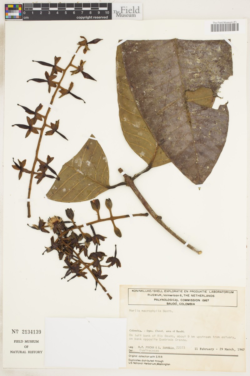 Marila macrophylla photo 2