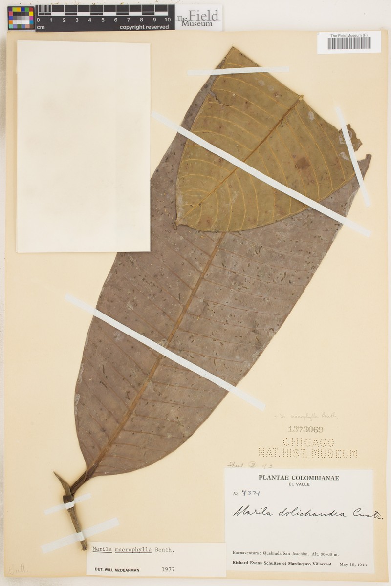 Marila macrophylla photo 3