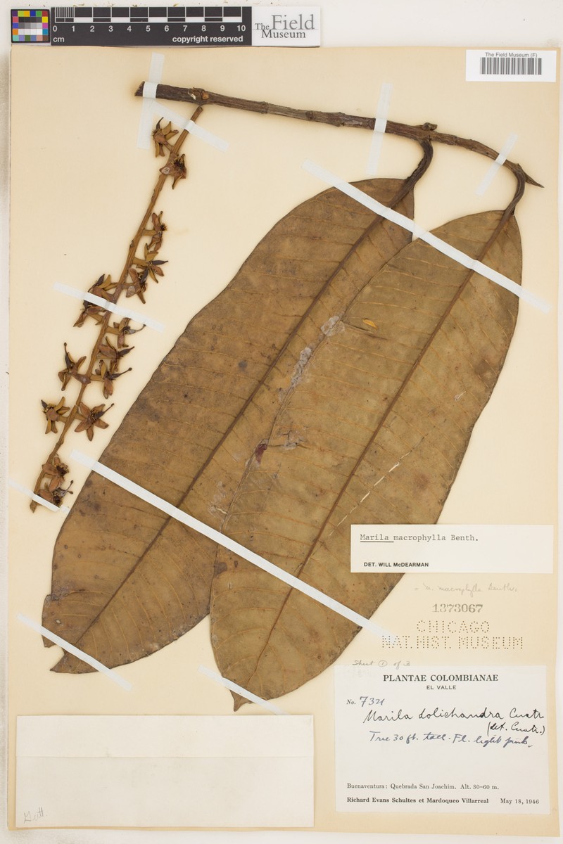 Marila macrophylla photo 4