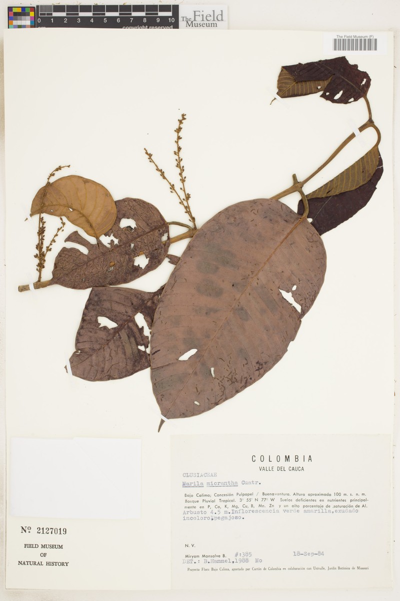 Marila micrantha