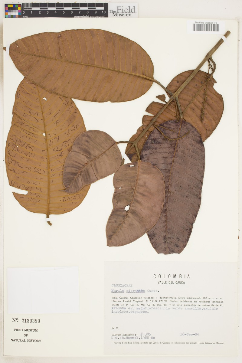 Marila micrantha photo 2