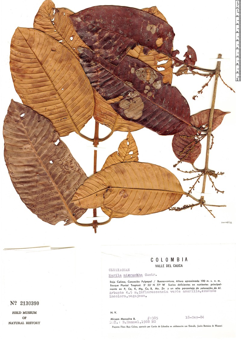 Marila micrantha photo 3