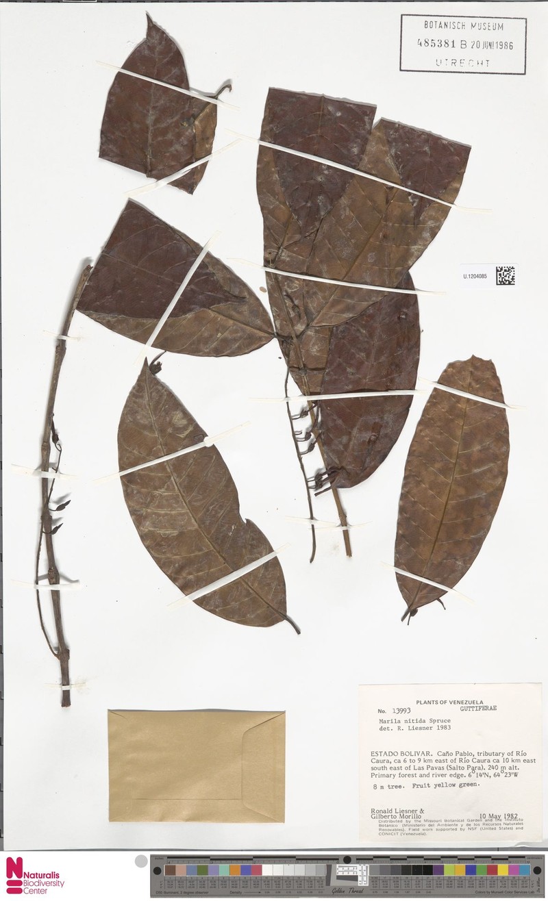 Marila nitida