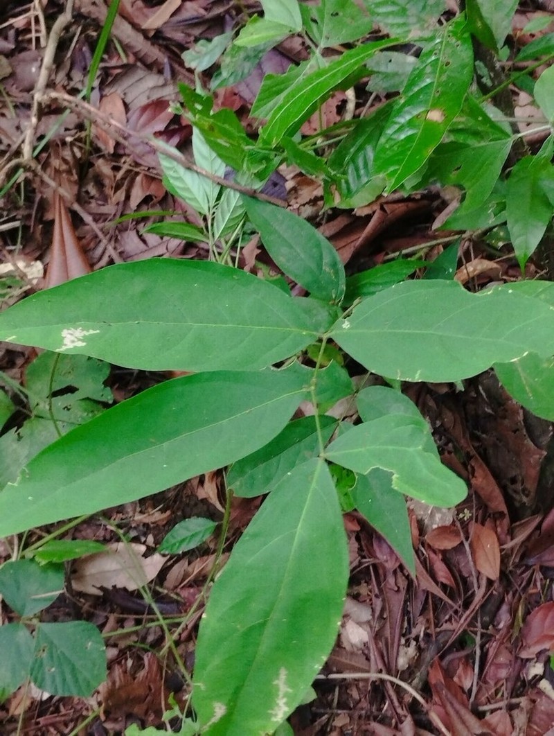 Marila podantha