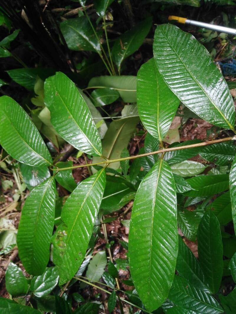 Marila podantha photo 3