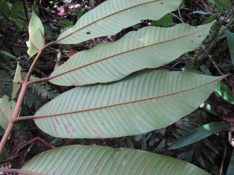 Marila podantha photo 5