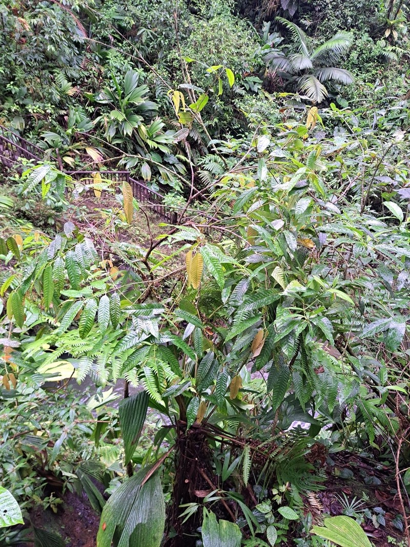 Marila racemosa