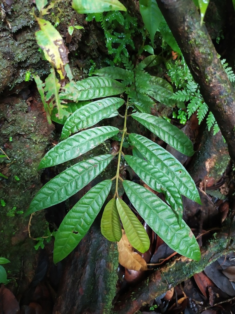 Marila racemosa photo 3