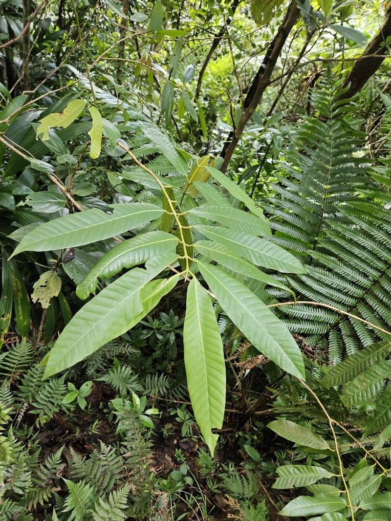 Marila racemosa photo 5