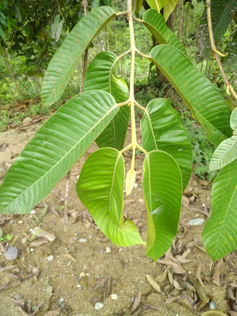 Marila tomentosa