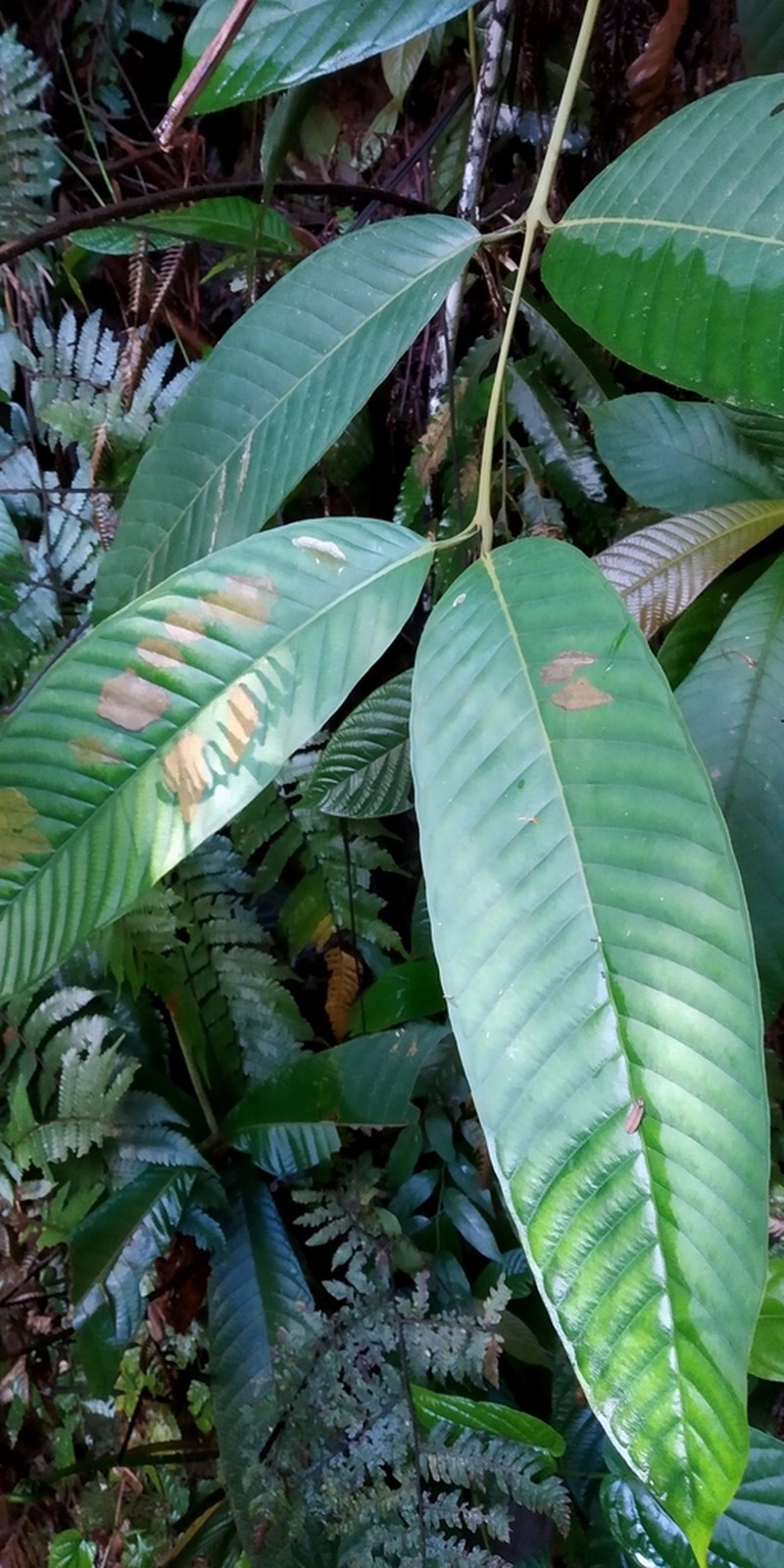 Marila tomentosa photo 2