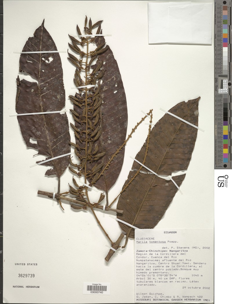 Marila tomentosa photo 3