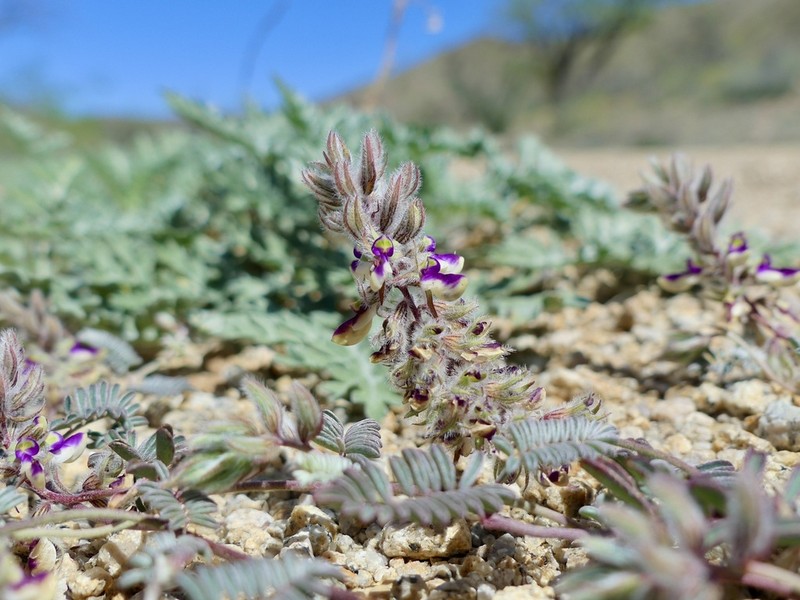 San Pedro False Prairie-Clover