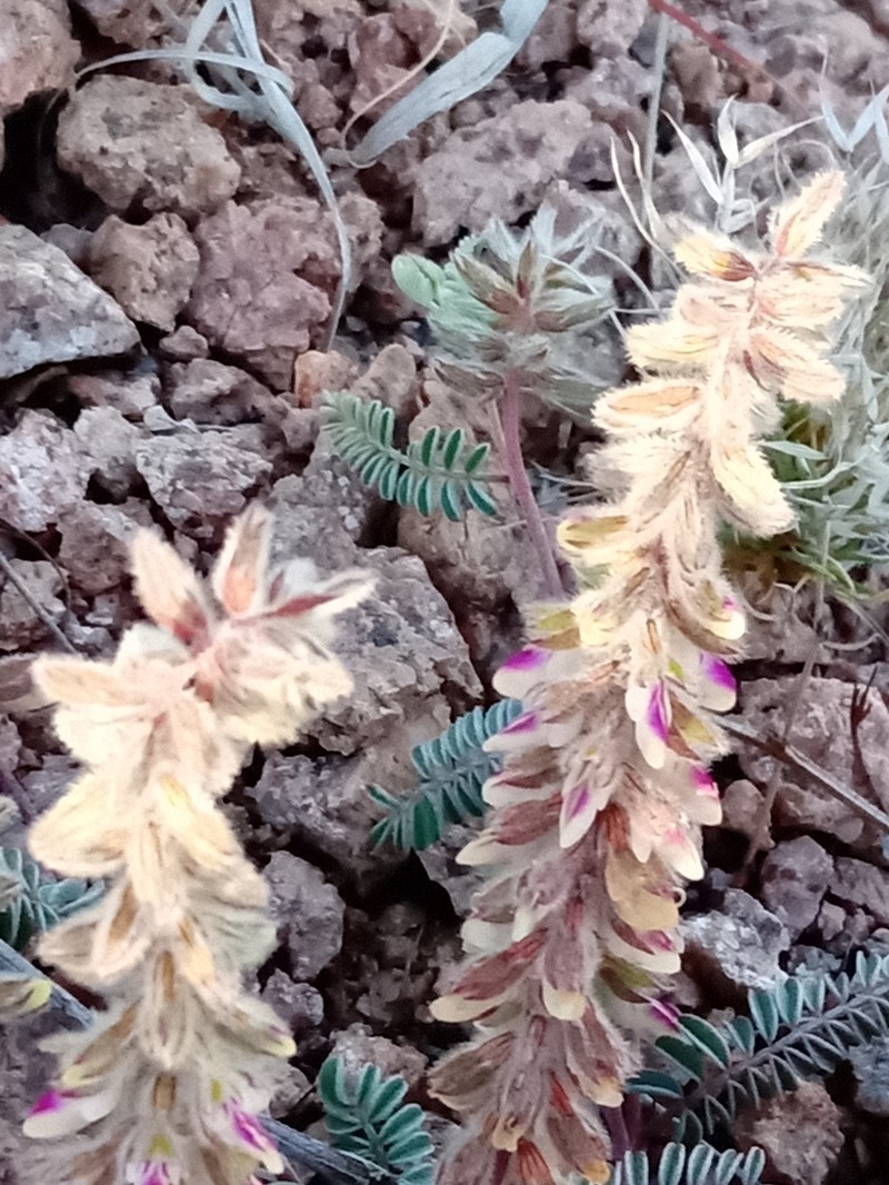 San Pedro False Prairie-Clover photo 2
