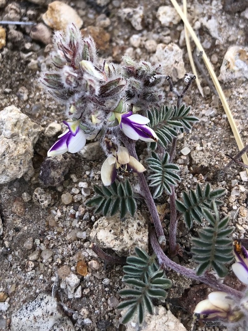 San Pedro False Prairie-Clover photo 3
