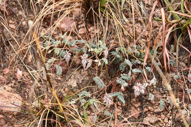 San Pedro False Prairie-Clover photo 4