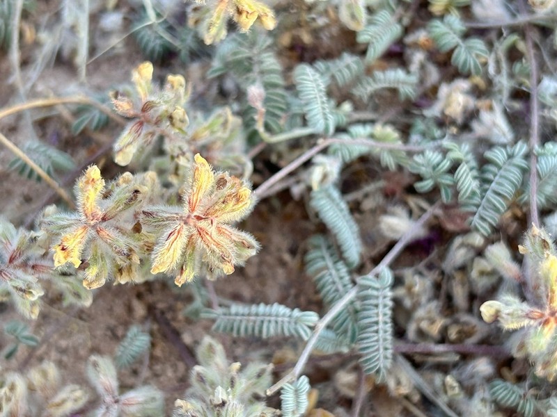 San Pedro False Prairie-Clover photo 6