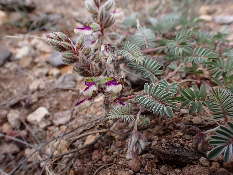San Pedro False Prairie-Clover photo 7