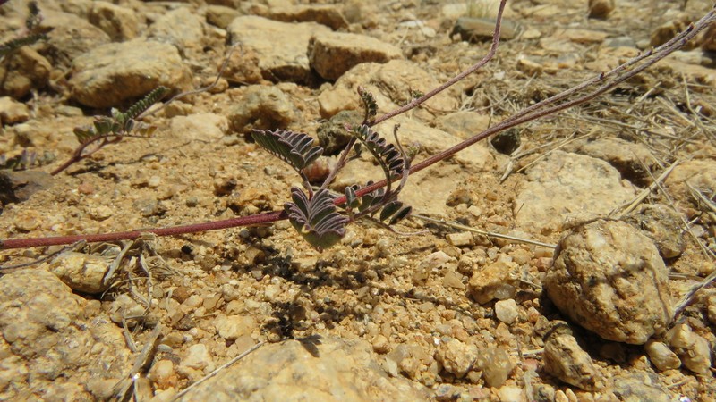 San Pedro False Prairie-Clover photo 8
