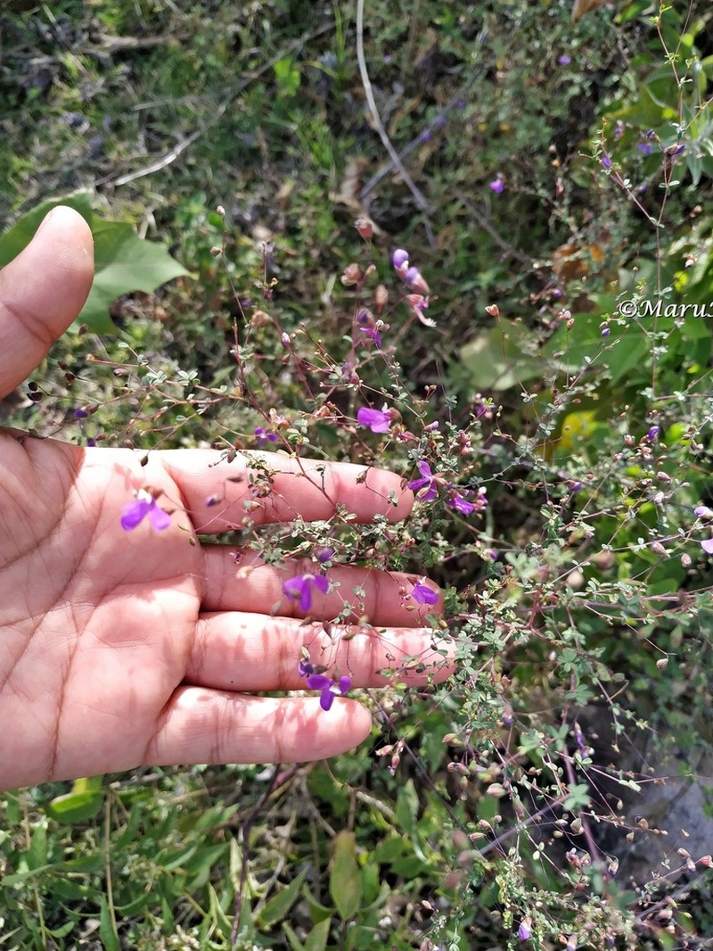Spreading False Prairie-Clover photo 2