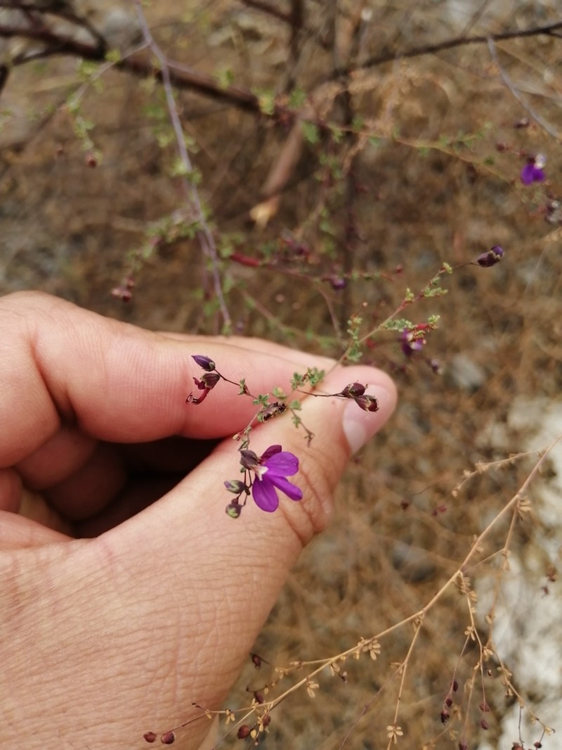 Spreading False Prairie-Clover photo 3
