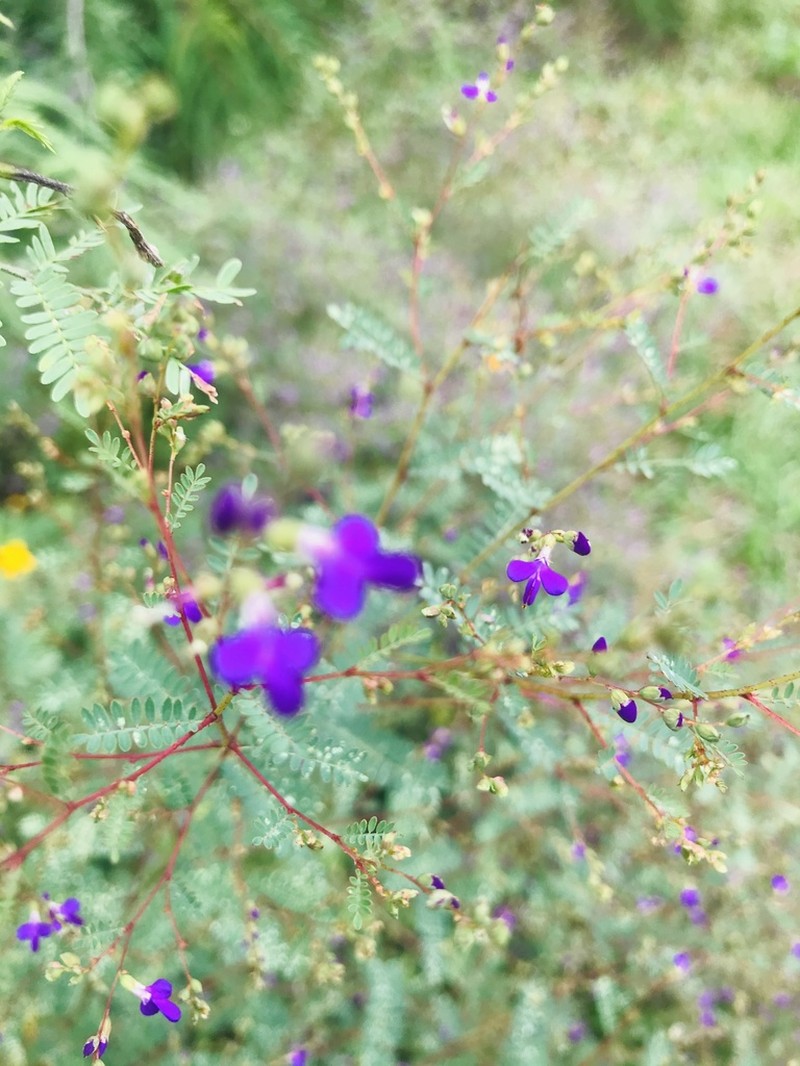 Spreading False Prairie-Clover photo 5