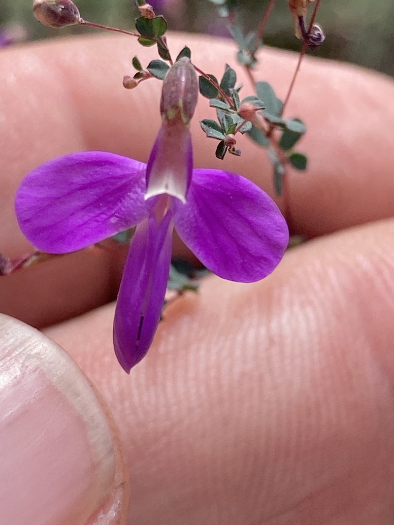 Spreading False Prairie-Clover photo 6