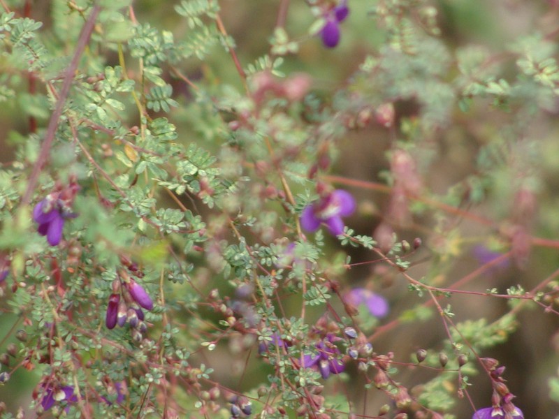 Spreading False Prairie-Clover photo 7