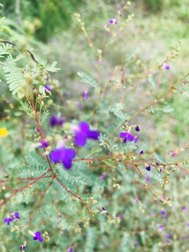 Spreading False Prairie-Clover photo 8