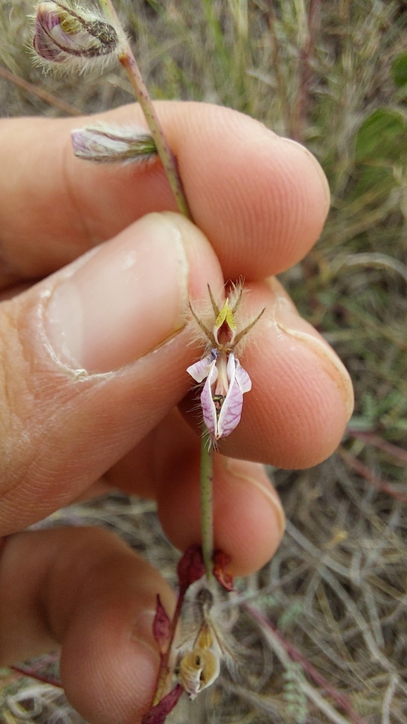 Marina filiciformis