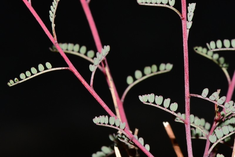 Marina filiciformis photo 2