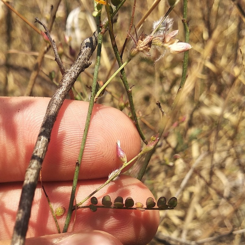 Marina filiciformis photo 3