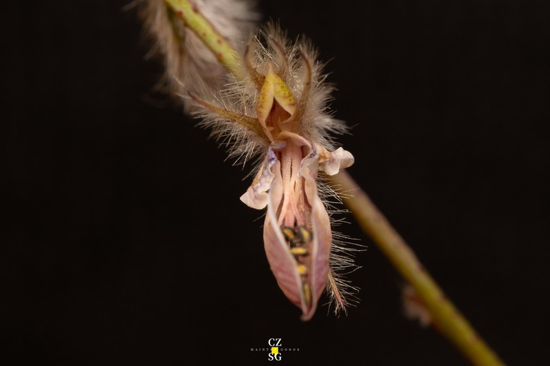 Marina filiciformis photo 4