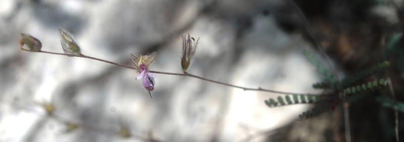 Marina filiciformis photo 5