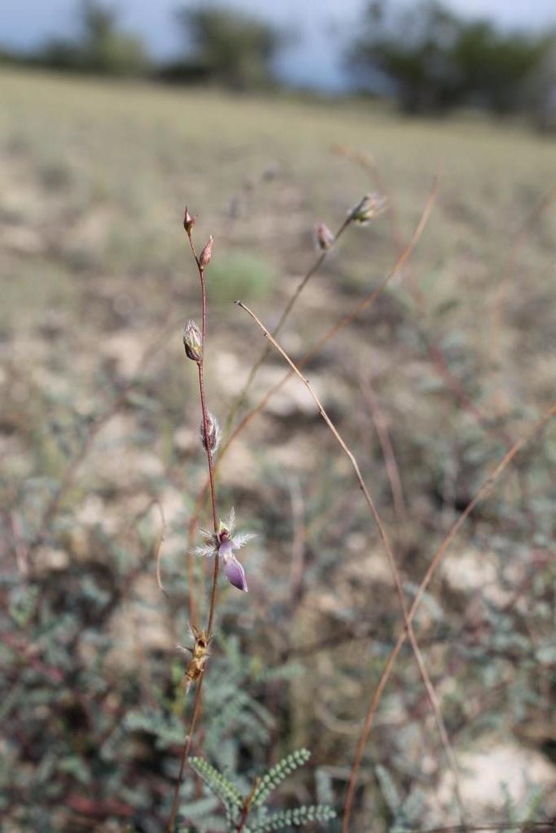 Marina filiciformis photo 6