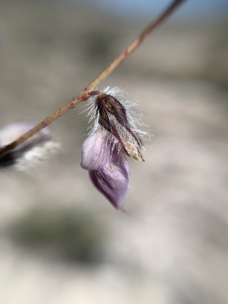 Marina filiciformis photo 8