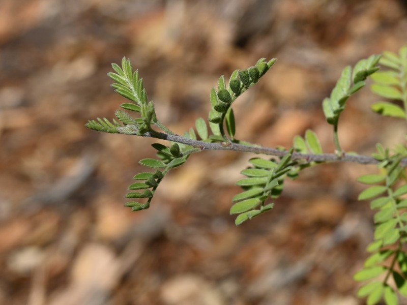 Sonoran False Prairie-Clover photo 2