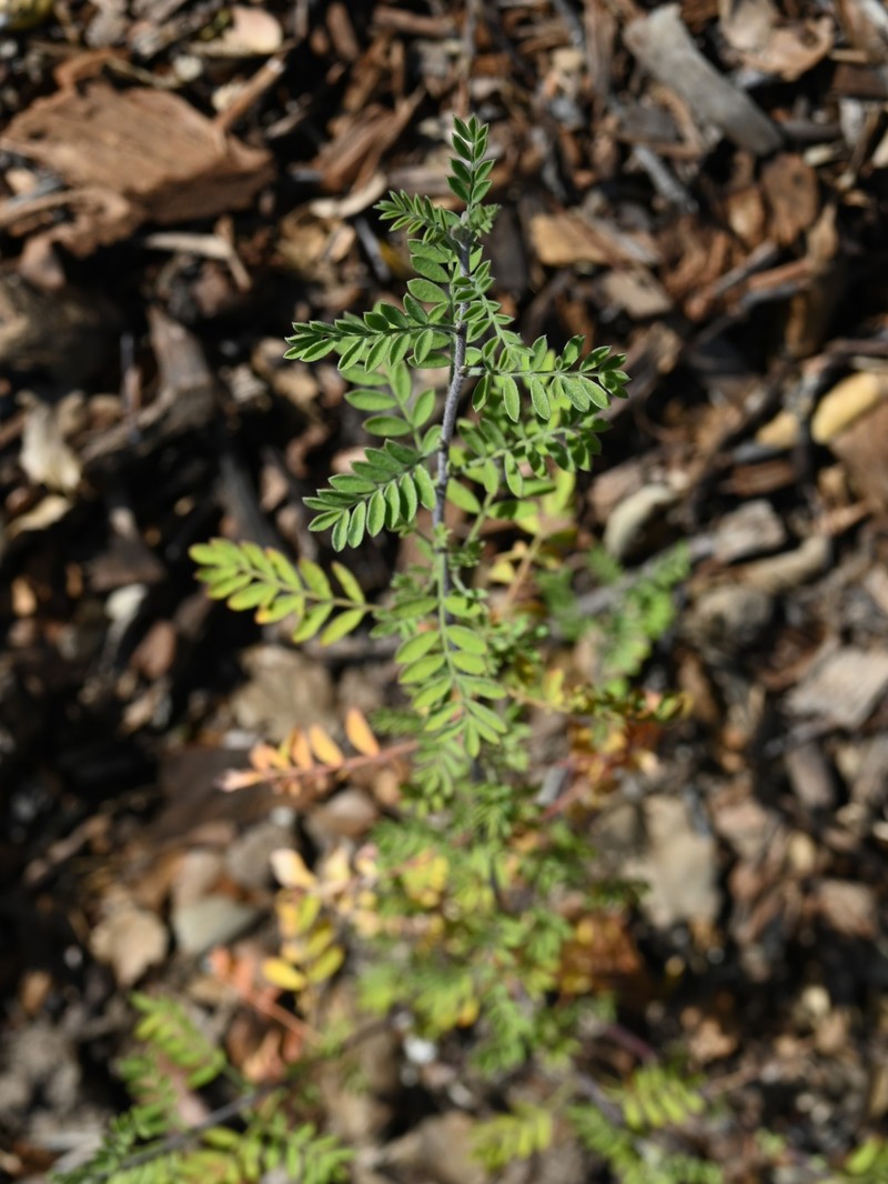 Sonoran False Prairie-Clover