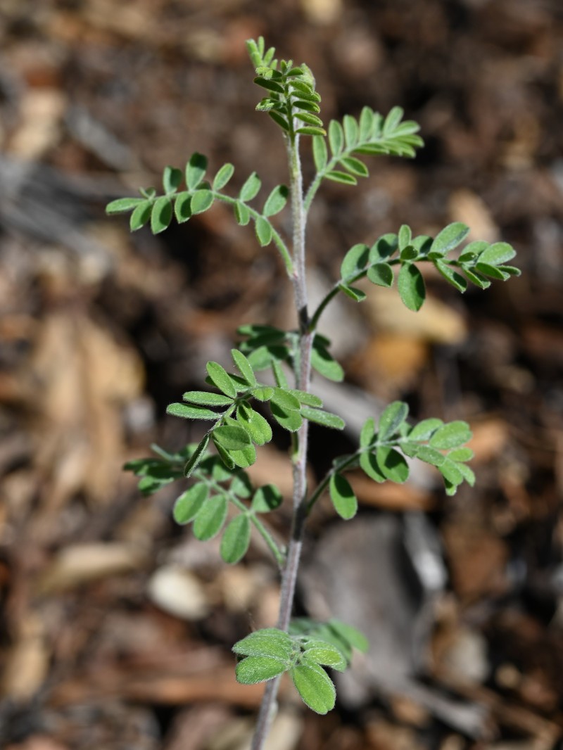 Sonoran False Prairie-Clover photo 3