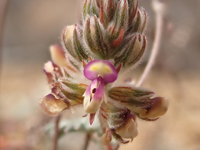 Sonoran False Prairie-Clover